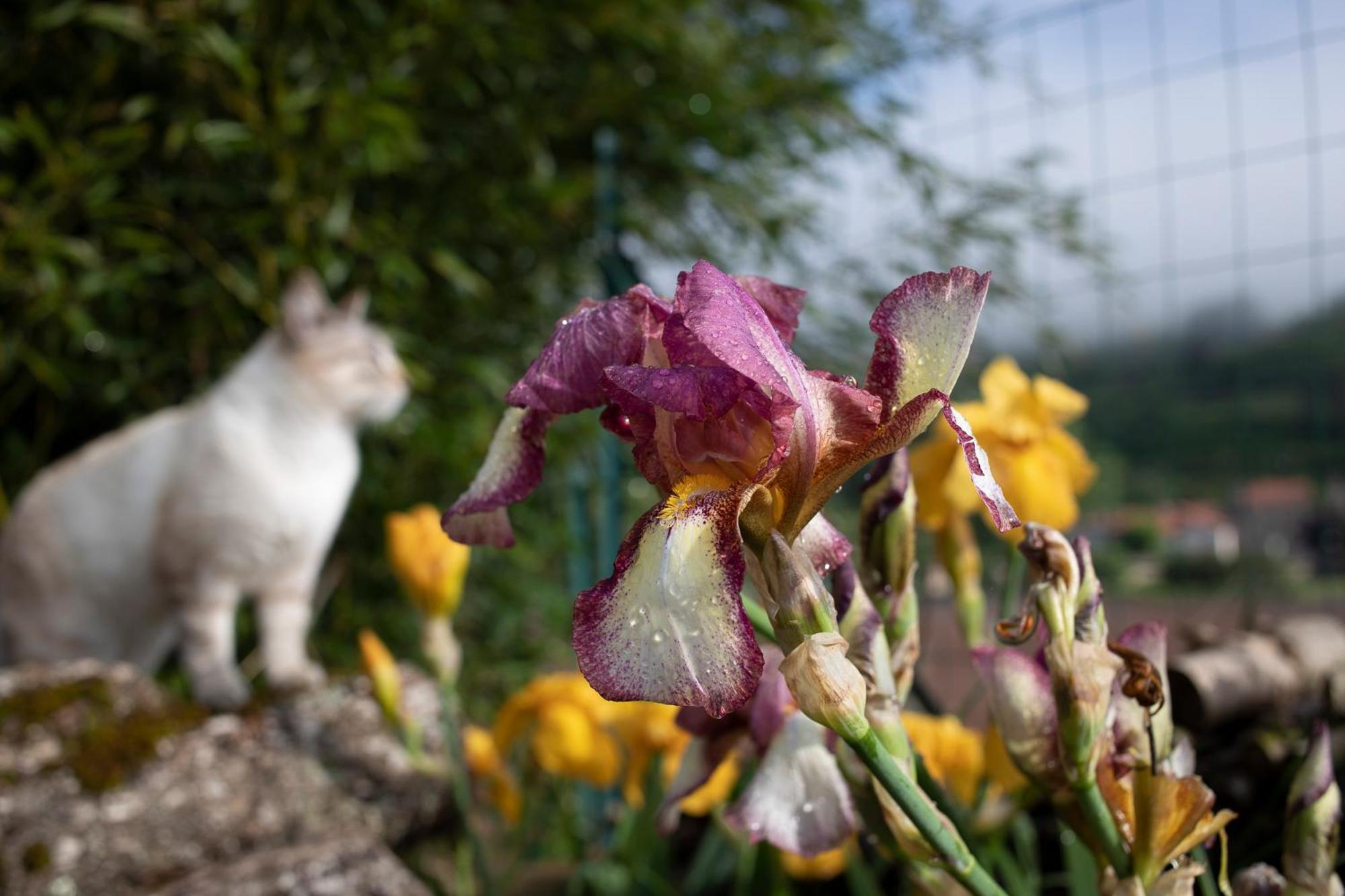 Le Chat Blanc Gite Versols-et-Lapeyre Exterior foto